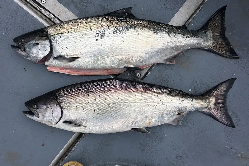 Königslachs (Oncorhynchus tshawytscha) in Seitenansicht