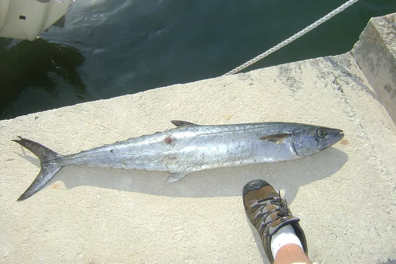 King mackerel (Scomberomorus cavalla) in side view