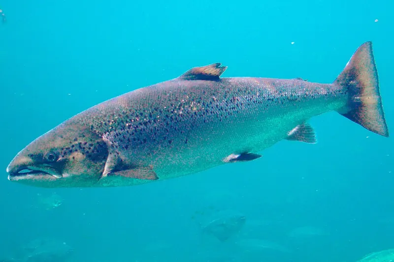 Atlantischer Lachs (Salmo salar) in Seitenansicht