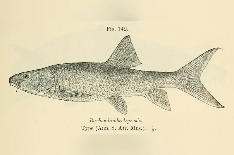 Largemouth Yellowfish (Labeobarbus kimberleyensis) in Seitenansicht