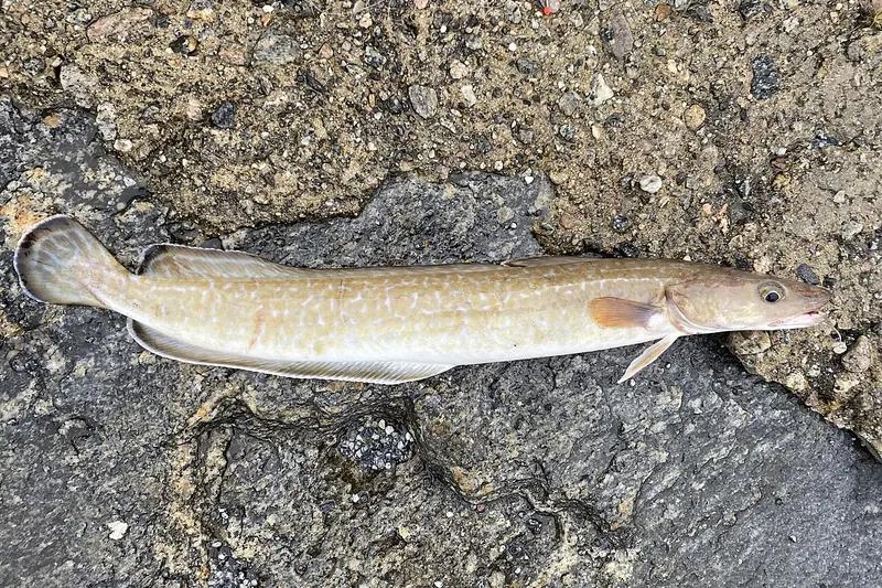 Leng (Molva molva) in Seitenansicht