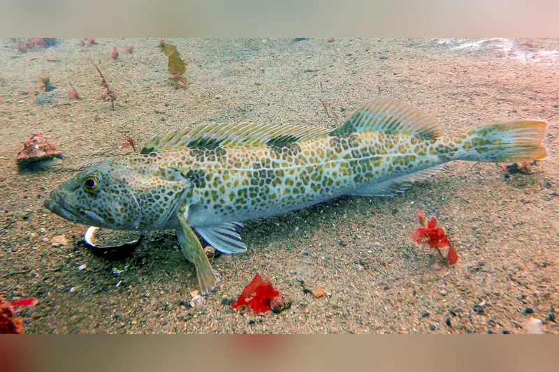 Lingcod (Ophiodon elongatus) in side view