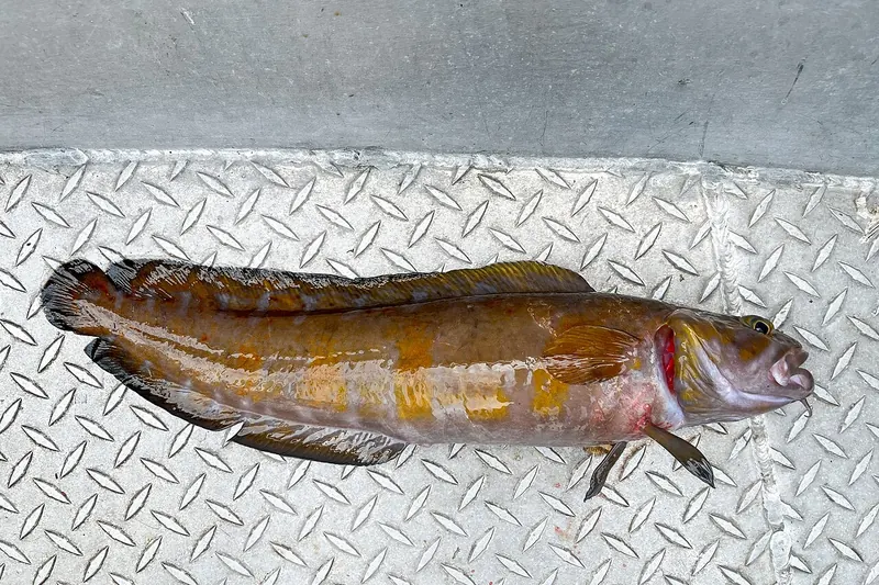 Tusk (Brosme brosme) in side view