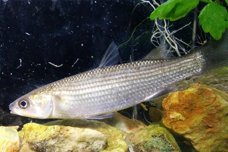 Dicklippige Meeräsche (Chelon labrosus) in Seitenansicht