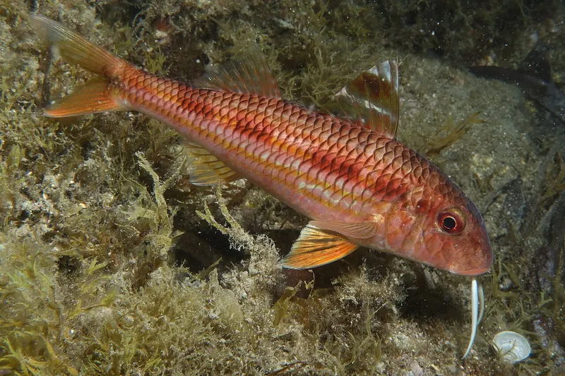 Streifenbarbe (Mullus surmuletus) in Seitenansicht