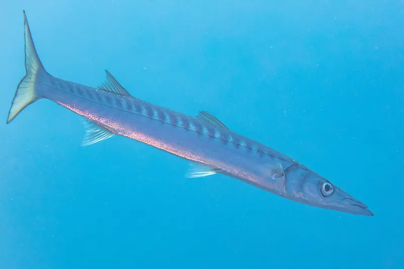 Yellowmouth barracuda (Sphyraena viridensis) in side view