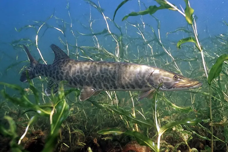 Muskellunge (Esox masquinongy) in Seitenansicht