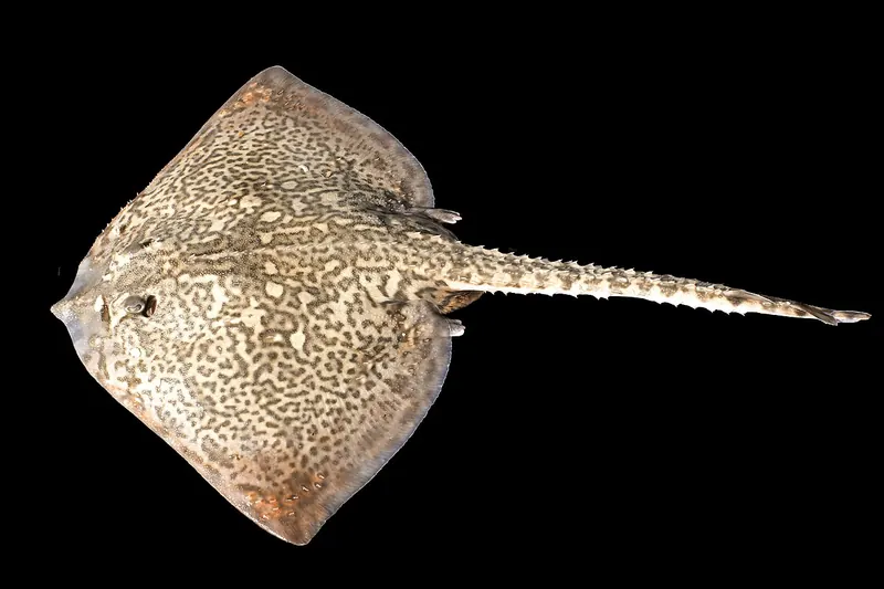 Thornback ray (Raja clavata) in side view