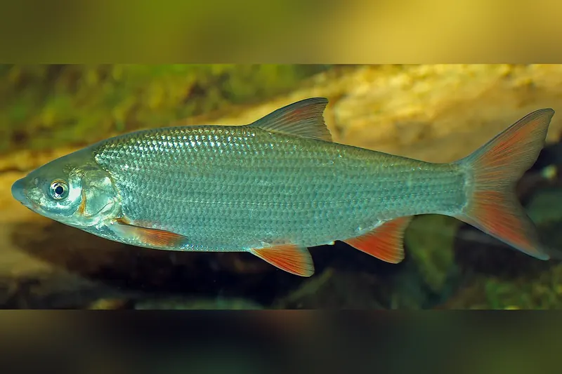 Nase (Chondrostoma nasus) in Seitenansicht