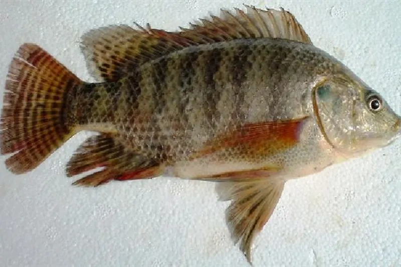 Nilbuntbarsch (Oreochromis niloticus) in Seitenansicht