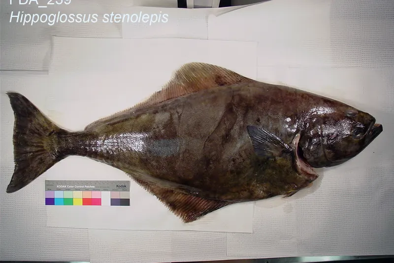 Pacific halibut (Hippoglossus stenolepis) in side view