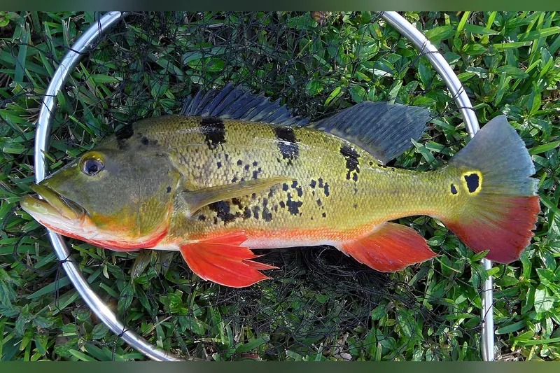 Peacock Bass (Cichla ocellaris) in Seitenansicht