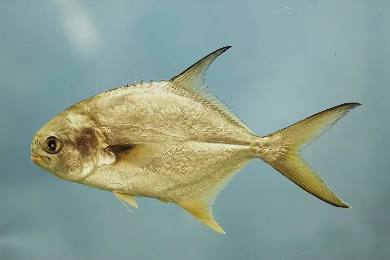 Permit (Trachinotus falcatus) in Seitenansicht