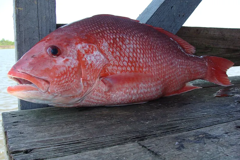 Red Snapper (Lutjanus campechanus) in Seitenansicht