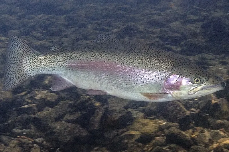 Regenbogenforelle