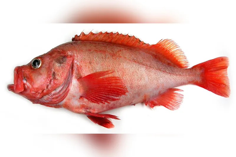 Rotbarsch (Sebastes norvegicus) in Seitenansicht