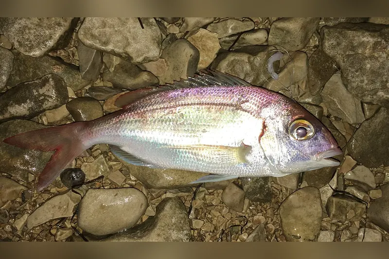Rotbrasse (Pagellus erythrinus) in Seitenansicht