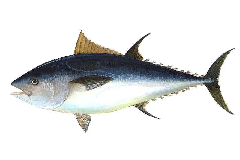 Roter Thun (Thunnus thynnus) in Seitenansicht