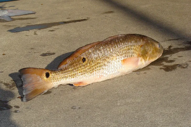 Red drum (Sciaenops ocellatus) in side view