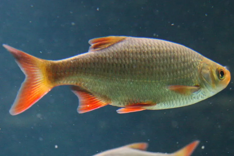 Rotfeder (Scardinius erythrophthalmus) in Seitenansicht