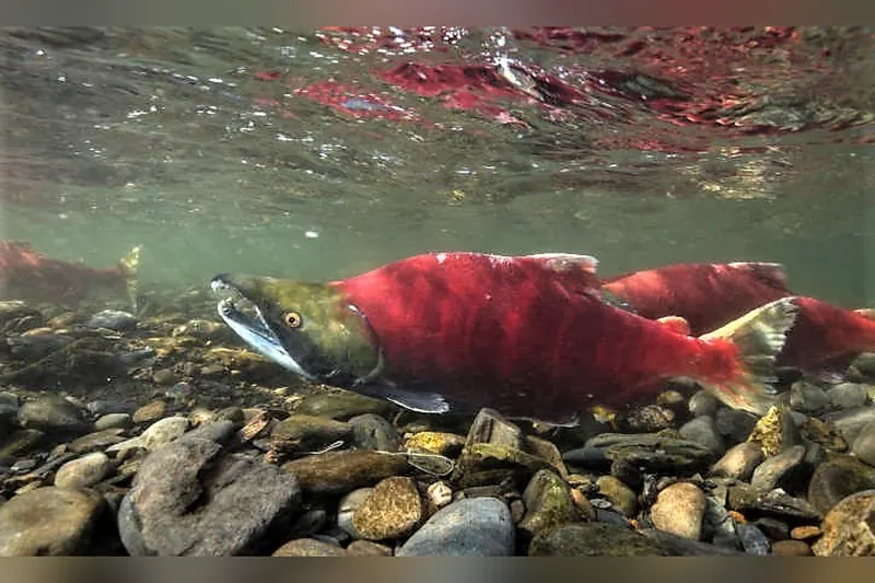 Rotlachs (Oncorhynchus nerka) in Seitenansicht