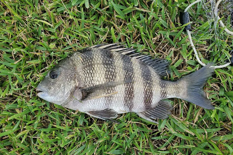 Sheepshead (Archosargus probatocephalus) in side view