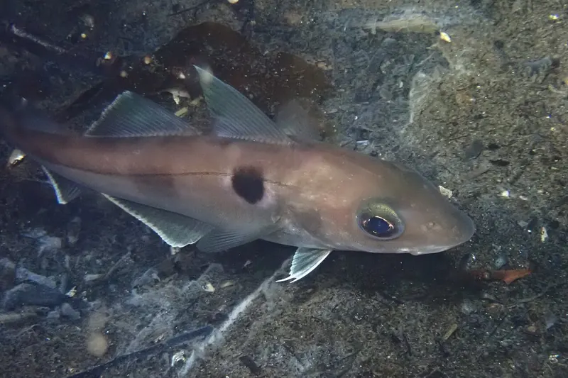 Schellfisch (Melanogrammus aeglefinus) in Seitenansicht