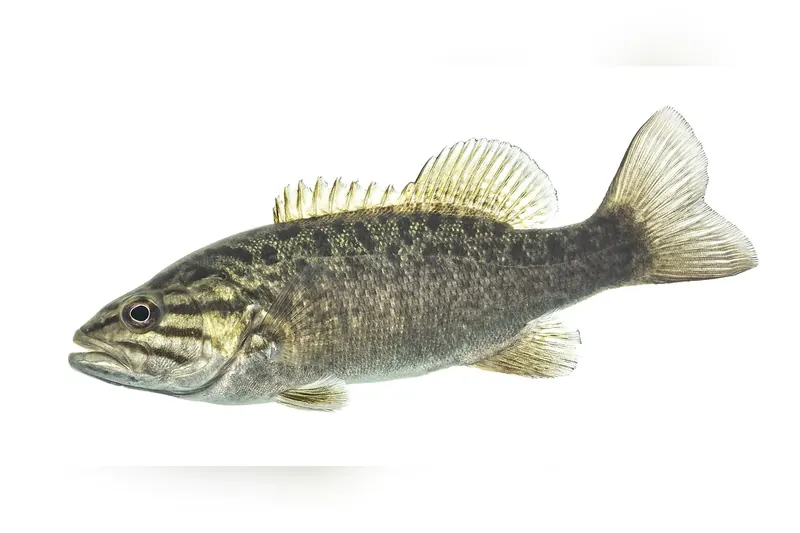 Schwarzbarsch (Micropterus dolomieu) in Seitenansicht