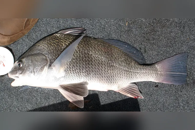 Black drum (Pogonias cromis) in side view
