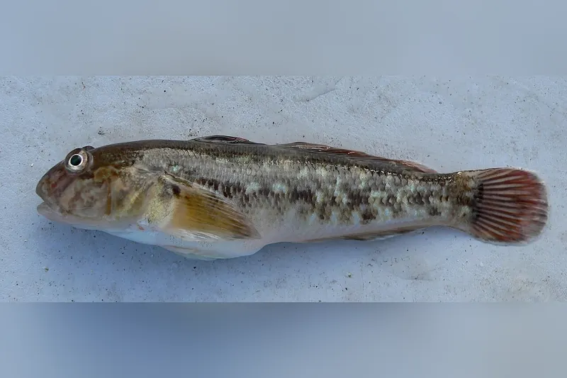 Schwarzmundgrundel (Neogobius melanostomus) in Seitenansicht