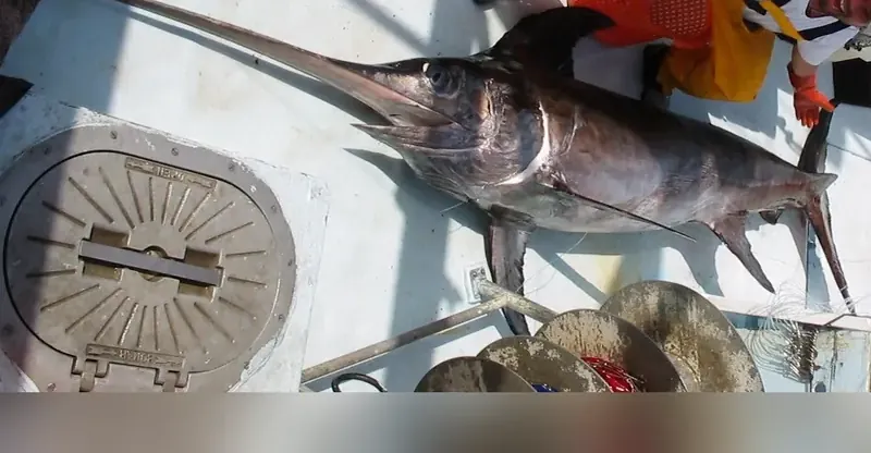 Swordfish (Xiphias gladius) in side view