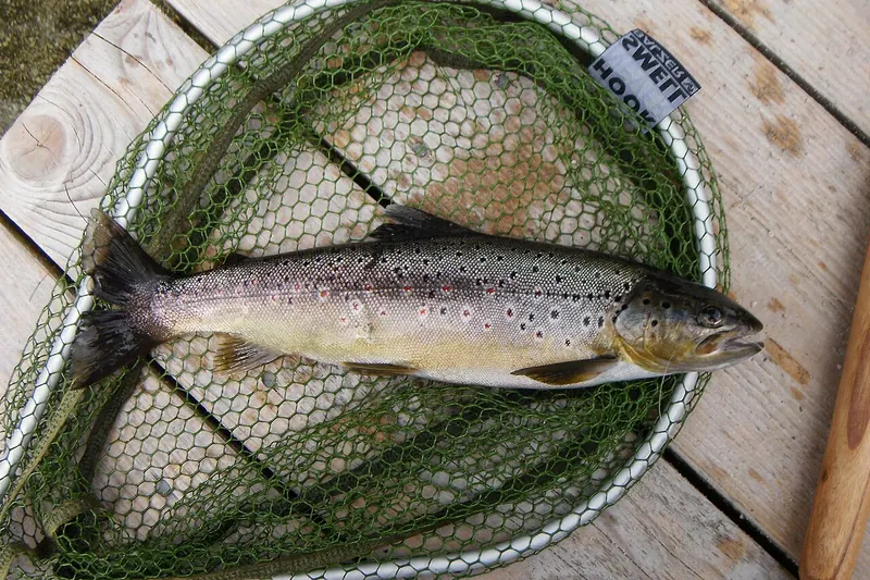 Seeforelle (Salmo trutta) in Seitenansicht