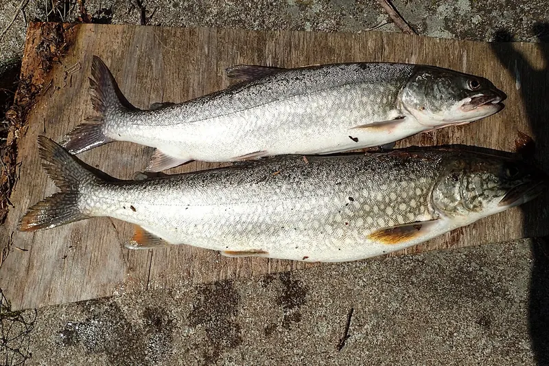 Amerikanischer Seesaibling (Salvelinus namaycush) in Seitenansicht