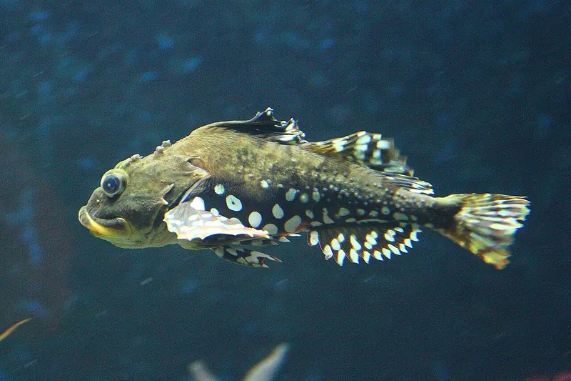 Seeskorpion (Myoxocephalus scorpius) in Seitenansicht