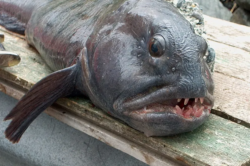 Atlantic wolffish (Anarhichas lupus) in side view