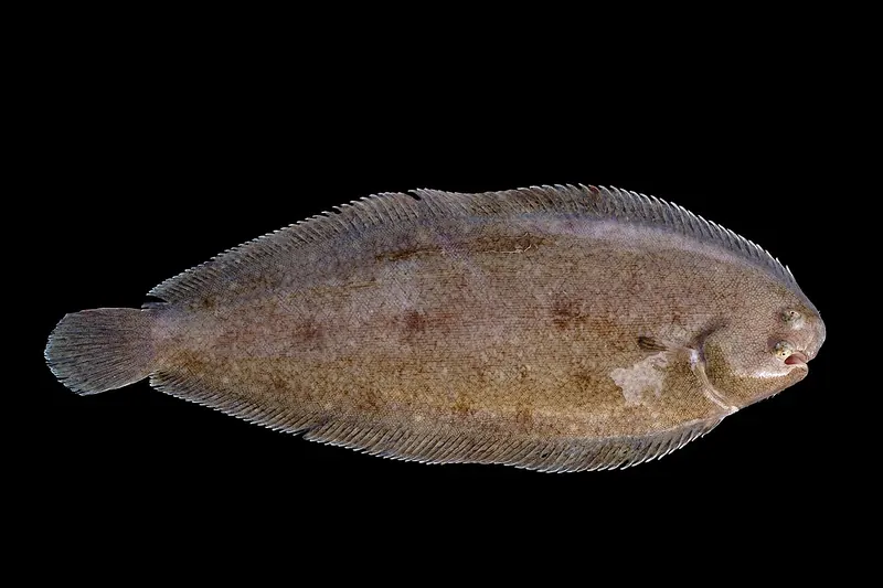 Common sole (Solea solea) in side view
