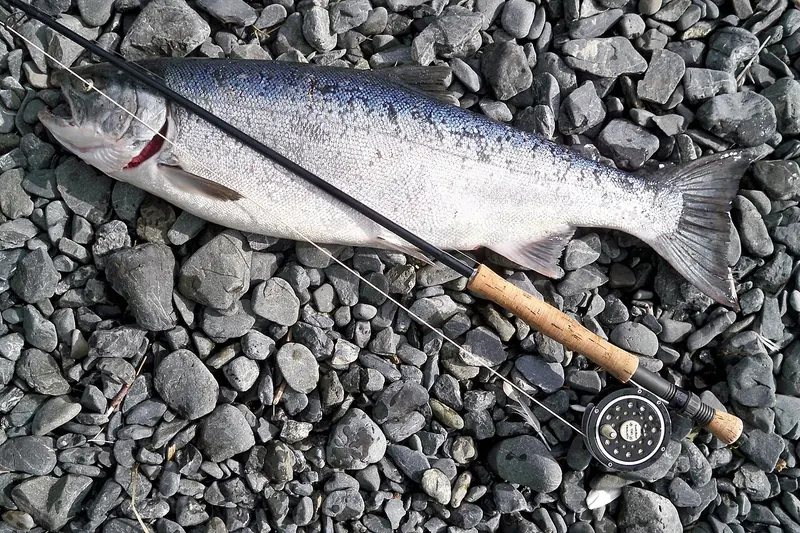 Silberlachs (Oncorhynchus kisutch) in Seitenansicht