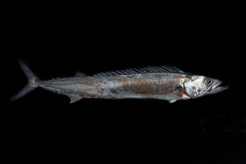 Snoek (Thyrsites atun) in Seitenansicht