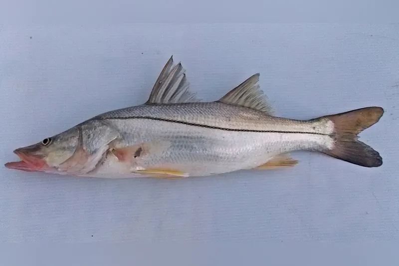 Snook (Centropomus undecimalis) in Seitenansicht