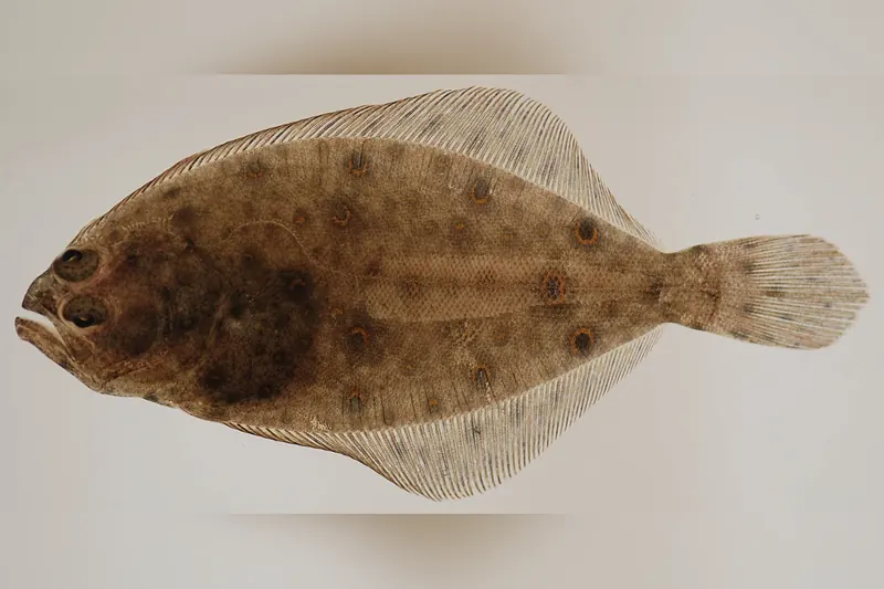 Sommerflunder (Paralichthys dentatus) in Seitenansicht