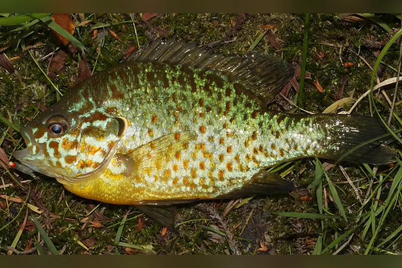 Sonnenbarsch (Lepomis gibbosus) in Seitenansicht