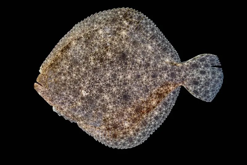 Steinbutt (Scophthalmus maximus) in Seitenansicht