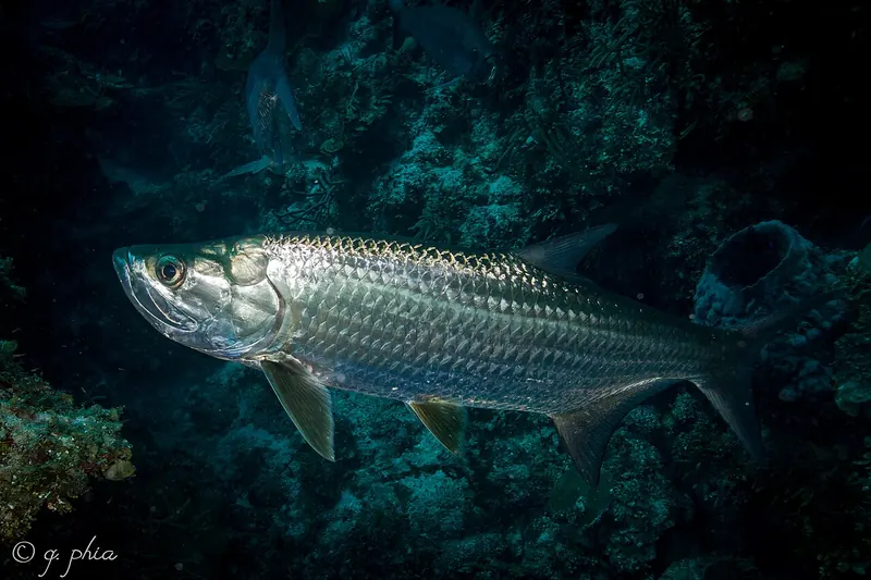 Tarpon (Megalops atlanticus) in side view