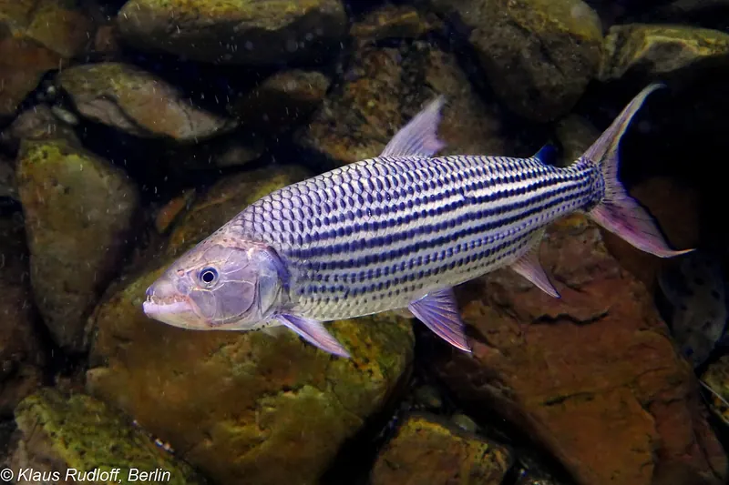 Tigerfisch (Hydrocynus vittatus) in Seitenansicht