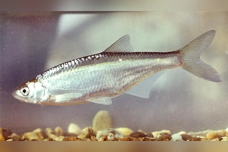 Ukelei (Alburnus alburnus) in Seitenansicht