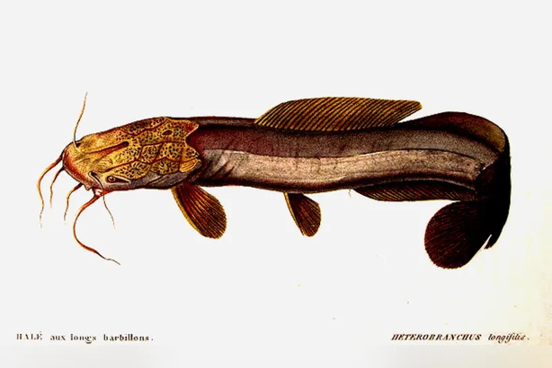 Wunduwels (Heterobranchus longifilis) in Seitenansicht