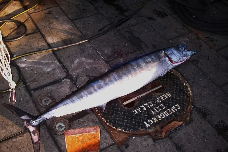 Wahoo (Acanthocybium solandri) in side view