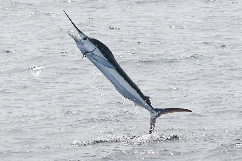 Weißer Marlin (Kajikia albida) in Seitenansicht