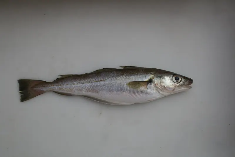 Wittling (Merlangius merlangus) in Seitenansicht