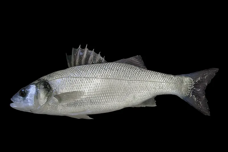 Wolfsbarsch (Dicentrarchus labrax) in Seitenansicht